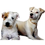chiens-acianov-creation-photo1